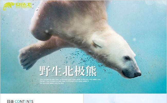 关于北极熊介绍的ppt动态模板缩略图