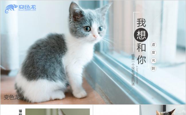 简洁小清新可爱小猫咪相册萌宠纪念PPT模板缩略图