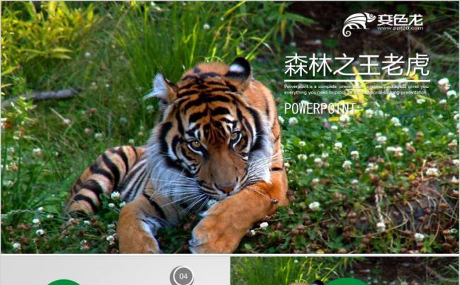 动物世界自然野生保护动物老虎ppt动态模板缩略图