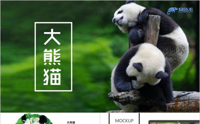 汉中四宝华美国宝盈盈盼盼珍惜动物动物园ppt模板缩略图