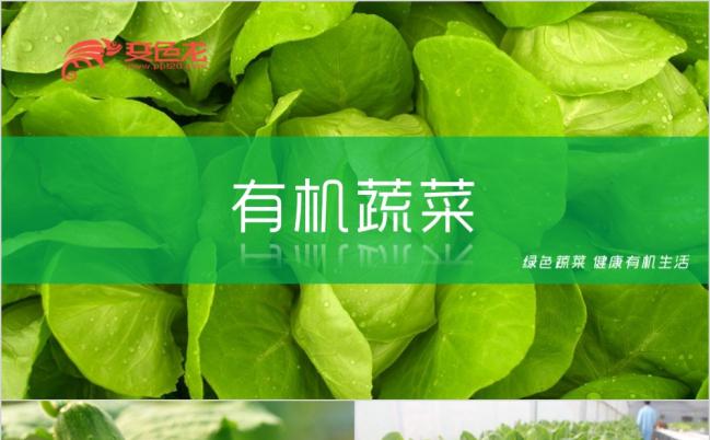 新鲜有机蔬菜创业计划书PPT模板缩略图
