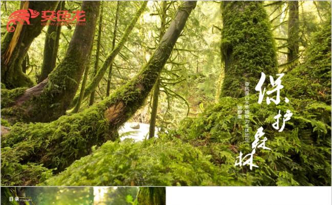 林业管理生态自然森林保护PPT模板缩略图
