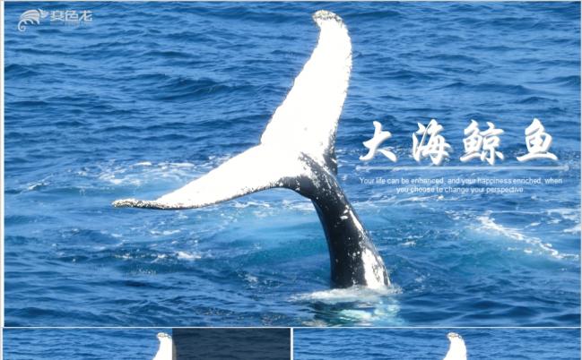  蓝色大海鲸鱼海报宣传PPT模板缩略图