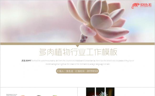 2019多肉植物小球玫瑰多肉植物行业工作PPT模板缩略图