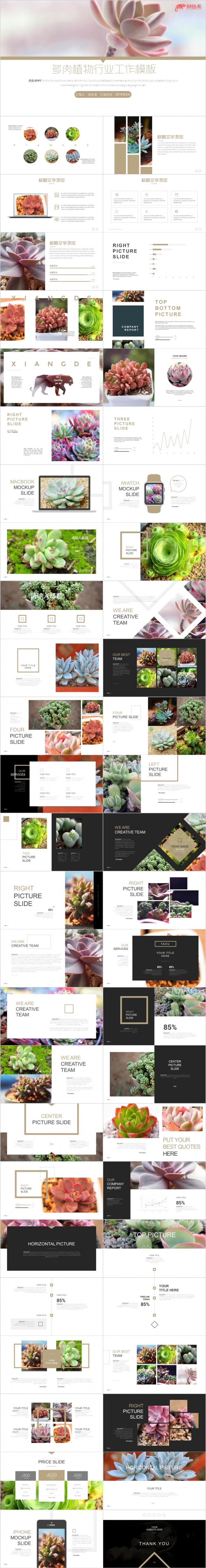 2019多肉植物小球玫瑰多肉植物行业工作PPT模板