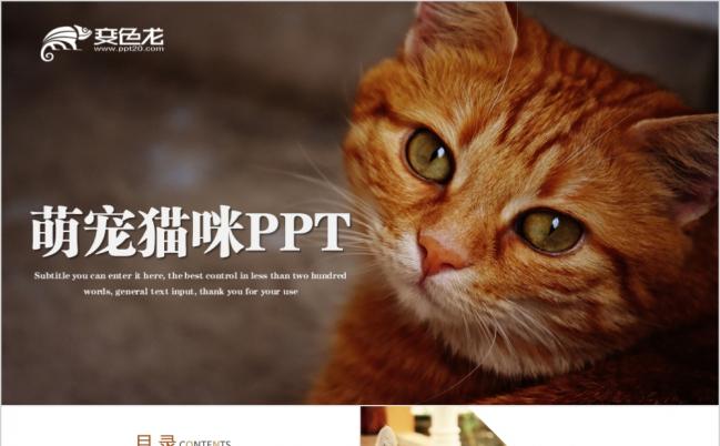 简约整洁可爱猫咪宠物介绍PPT模板缩略图