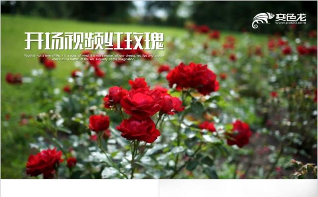 精美大气开场视频片头红色玫瑰花ppt动画模板缩略图