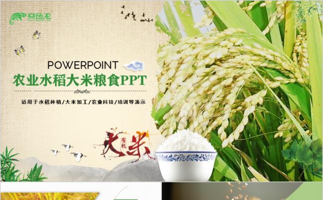 精美简约微粒体农业水稻大米粮食推广PPT模版缩略图