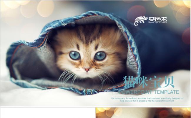 萌宠猫咪宠物店介绍ppt动态模板缩略图