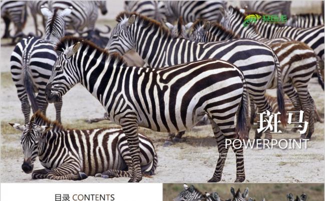 动物园简介ppt模板非洲草原斑马ppt动态模板非洲主题狂野非洲ppt模板