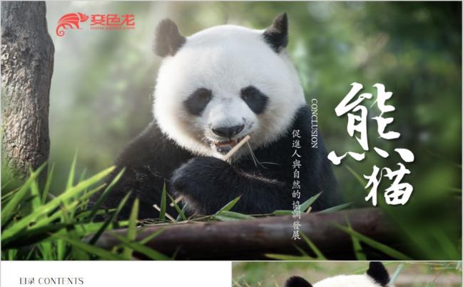 可爱大熊猫动物保护ppt动态模板缩略图