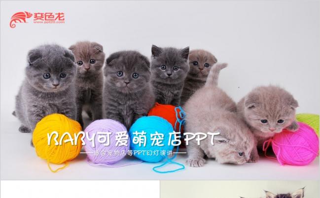 可爱猫咪萌宠毛线动态ppt模板缩略图