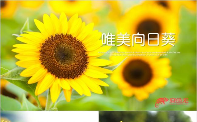 2019盛开的向日葵学校教育通用ppt动态模板缩略图