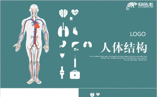 2019医疗人体结构组织ppt模板